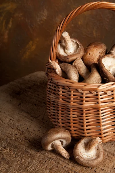 Brown mushrooms — Stock Photo, Image