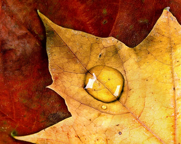 Regndroppar på löv — Stockfoto