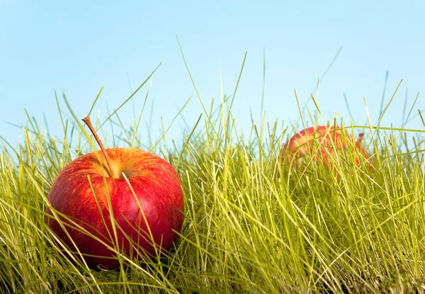 Orchard apple — Stockfoto