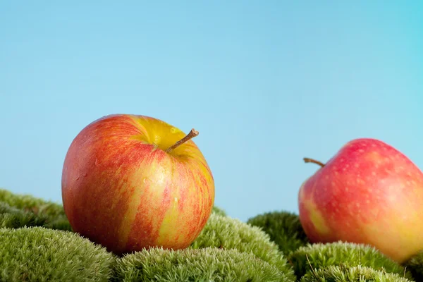 Manzanas caídas — Foto de Stock