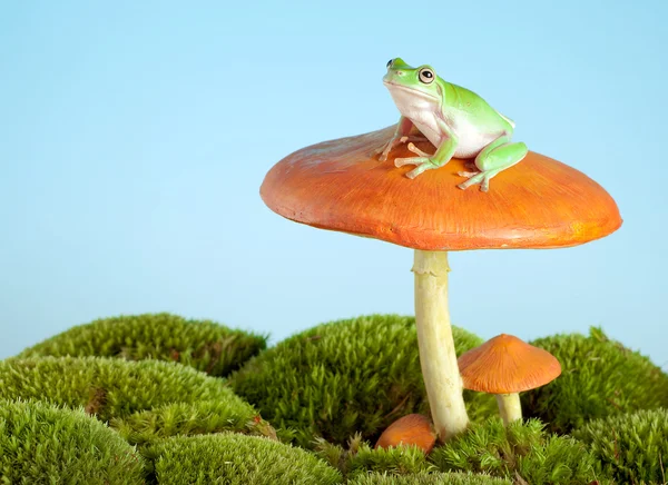 Tree frog on mushroom — Stock Photo, Image