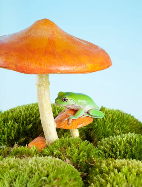 Frog on mushroom — Stock Photo, Image