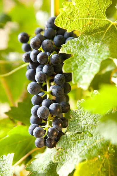 Druiven op een wijnstok 10 — Stockfoto