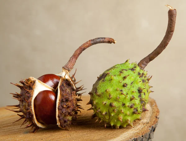 Stock image Horse chestnuts