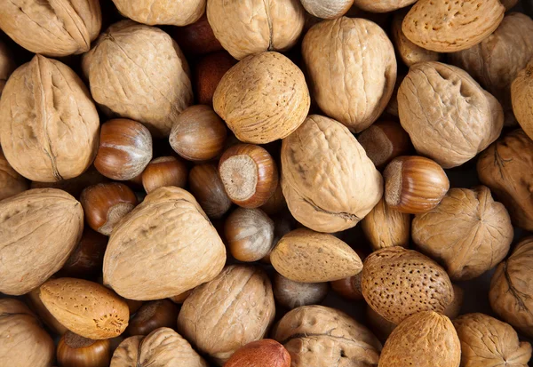 Herfst noten — Stockfoto
