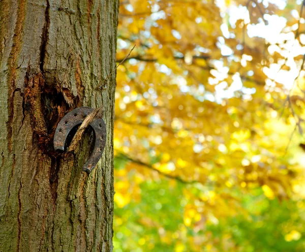 Scarpa da cavallo in autunno — Foto Stock