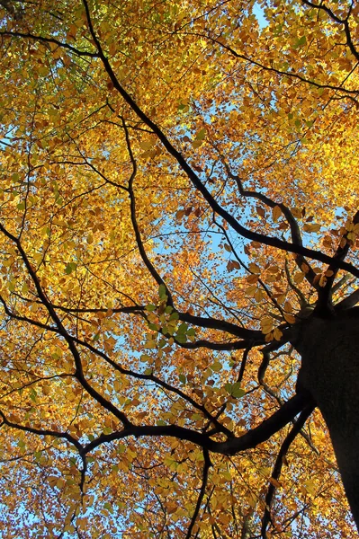 Corona de árbol en el otoño — Foto de Stock