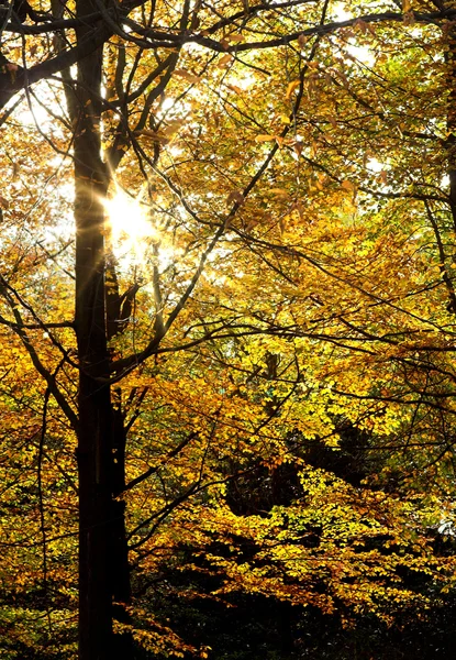 Sunlit leaves — Stock Photo, Image