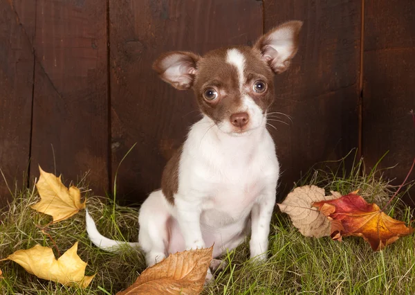 Puppy in autumn — Stock Photo, Image