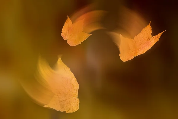 Leaves in motion — Stock fotografie