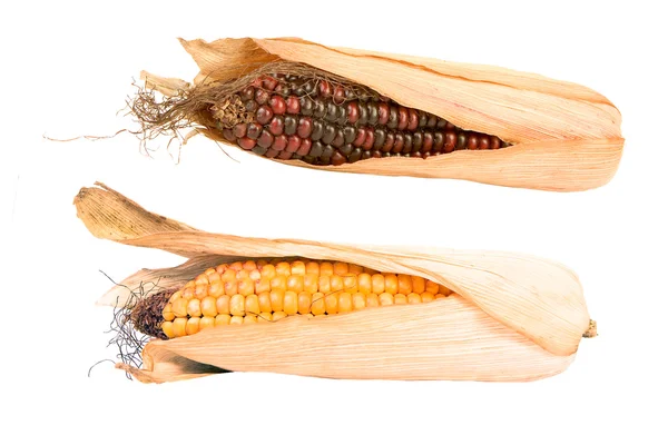 Кукурузные початки — стоковое фото