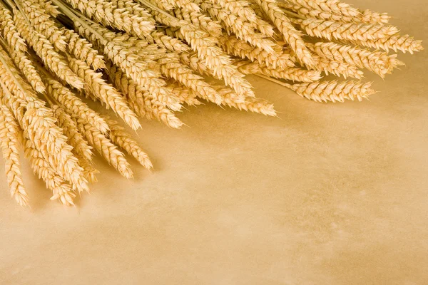 Пшениця кадру — стокове фото