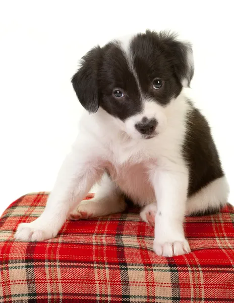 Begging eyes of a border collie — Stock Photo, Image