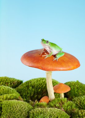 Tree frog on toadstool clipart
