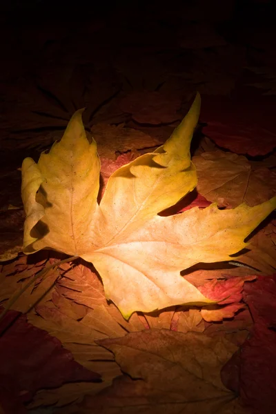 ใบไม้ร่วง — ภาพถ่ายสต็อก