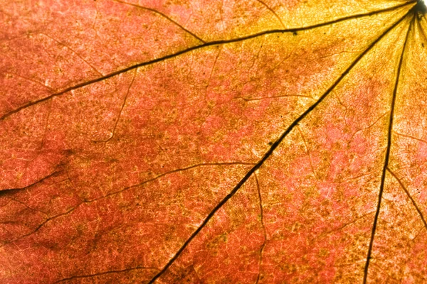 Höstens röda — Stockfoto