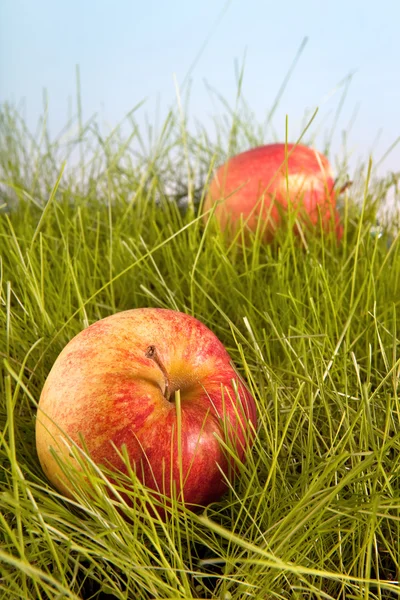 果樹園でリンゴ — ストック写真