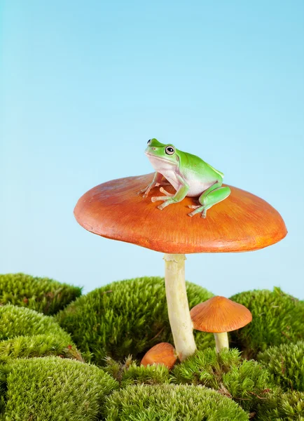stock image Tree frog on toadstool