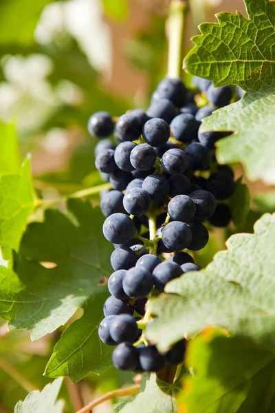 Виноград на лозе 3 — стоковое фото