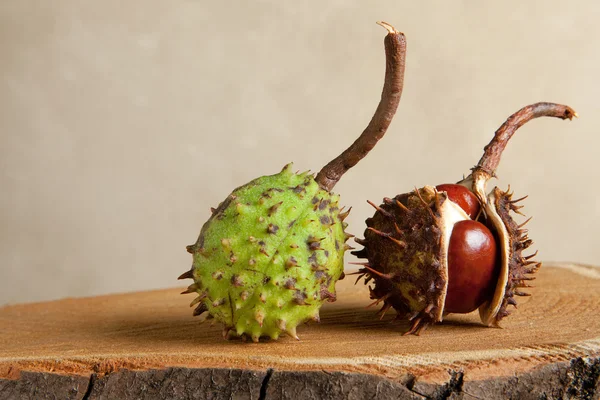 stock image Chestnuts on tree trunk