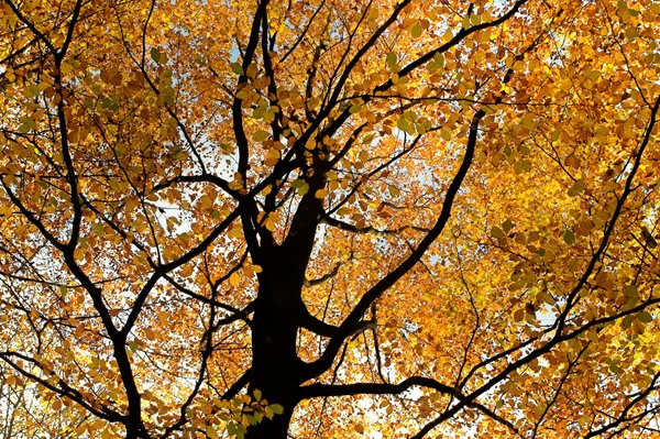 Corona de otoño — Foto de Stock