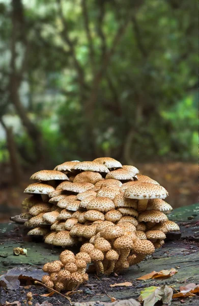 Fungos em um tronco — Fotografia de Stock