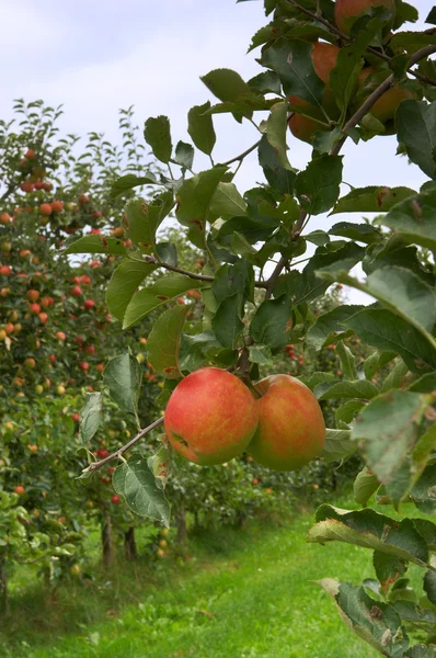 Яблони — стоковое фото