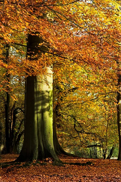 Gran tronco en el otoño —  Fotos de Stock