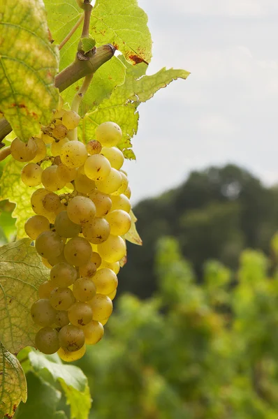 Виноград с подкладкой — стоковое фото