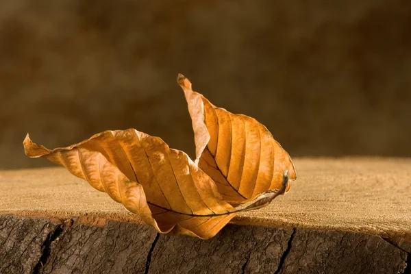 Two leaves on tree trunk — Stock Photo, Image