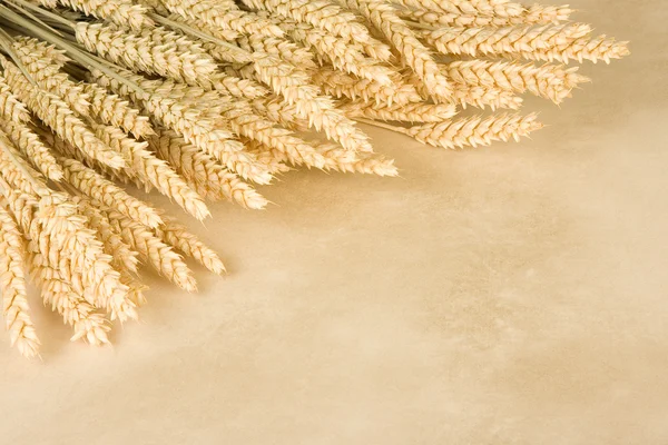 Пшениця кордону — стокове фото