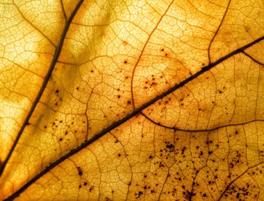 Autumn leaf macro clipart