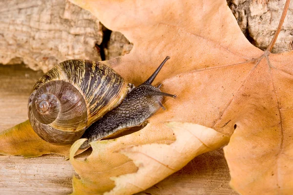 秋季蜗牛 — 图库照片