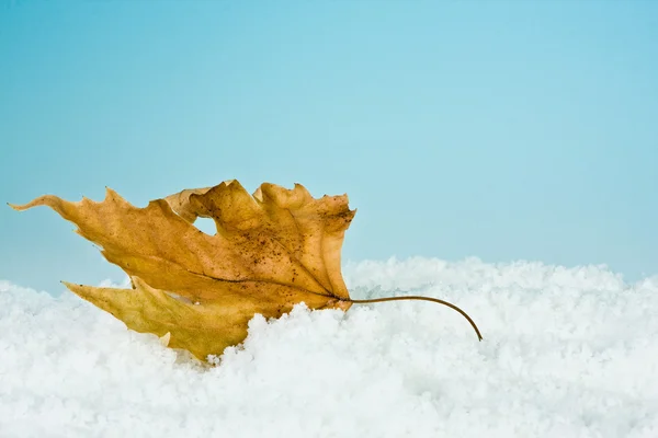 Frosty leaf — Stock Photo, Image