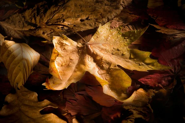 Autumn leaves and dew — Stock Photo, Image