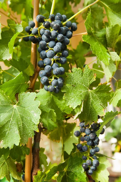 Виноград на лозе 6 — стоковое фото