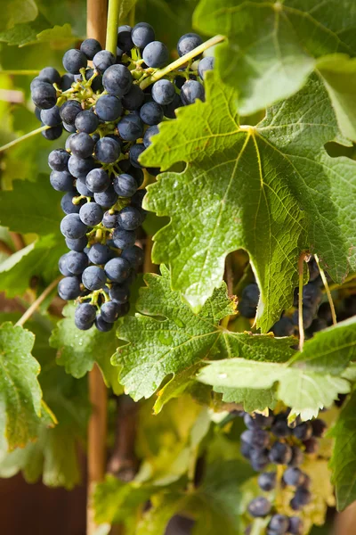 Виноград на лозе 9 — стоковое фото