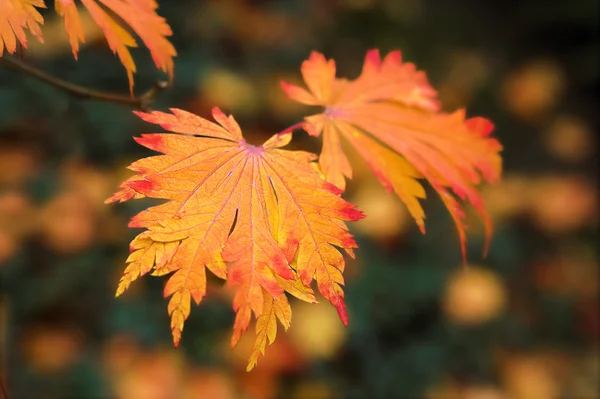 Autumn twig — Stock Photo, Image