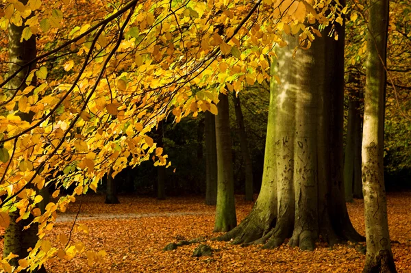 Podzimu větev — Stock fotografie