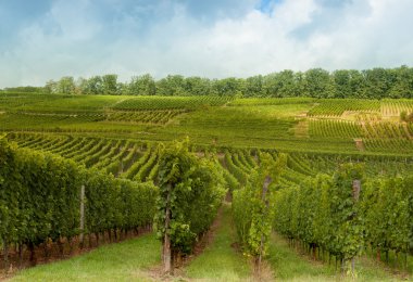 Vineyards on Alsatian hills clipart