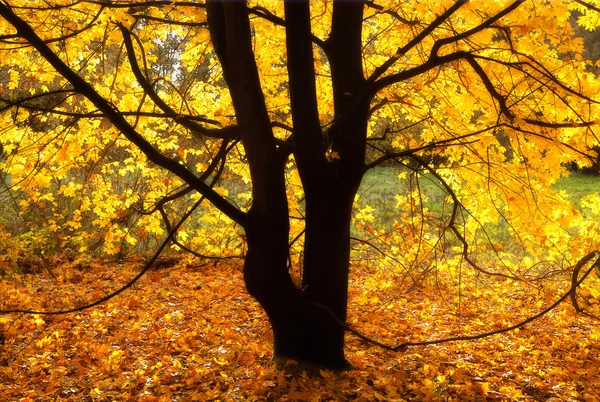 Autumn tree in sunshine — Stock Photo, Image