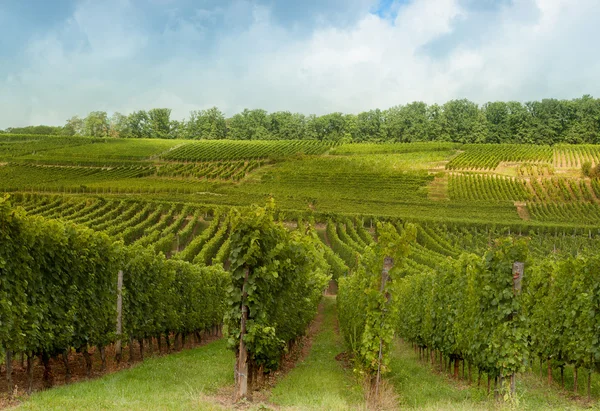 Vineyards on Alsatian hills — Stock Photo, Image