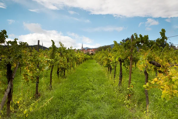 Wine village — Stock Photo, Image