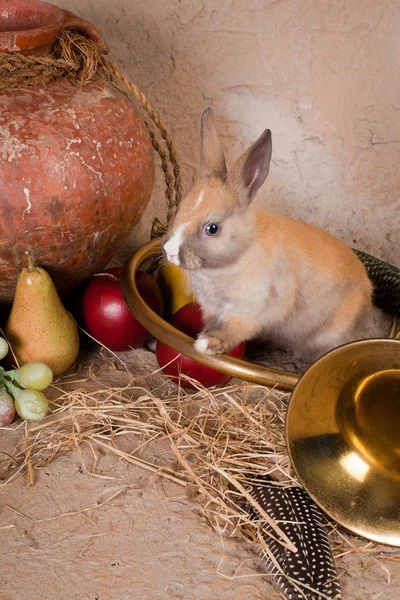 Rabbit and hunting horn — Stock Photo, Image