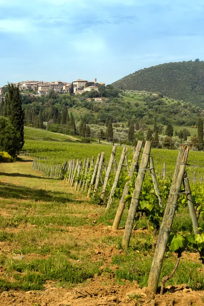 San Antimo vineyards in Tuscany — Stock Photo, Image