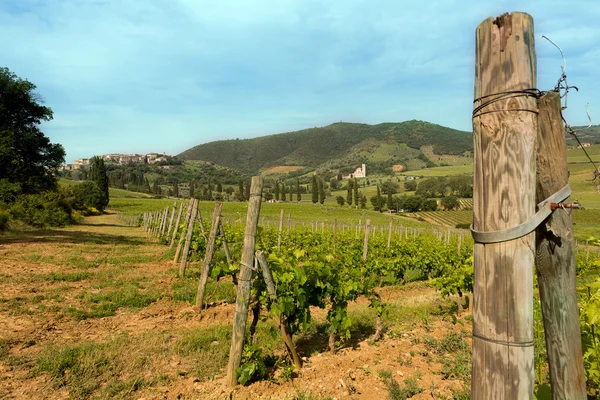 Wijnstokken in Toscane — Stockfoto