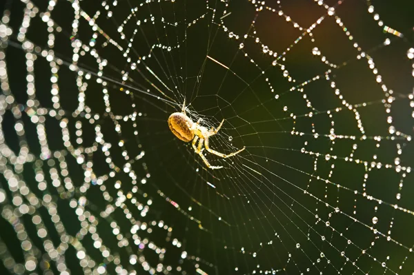 Spindelnät — Stockfoto