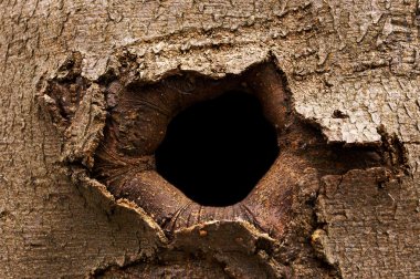 Bark hole clipart