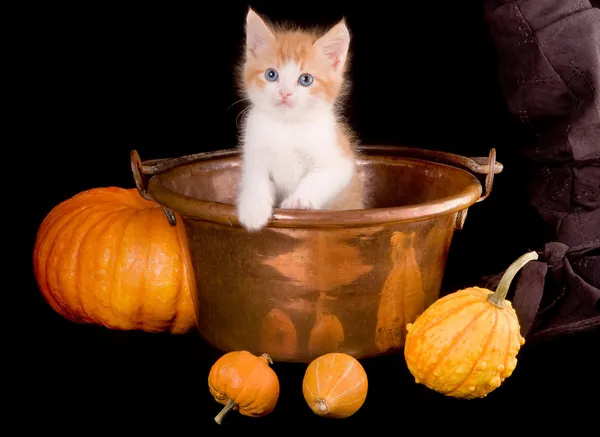Хэллоуинская кошка — стоковое фото