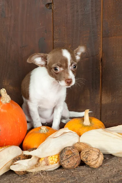 Chihuahua på halloween — Stockfoto
